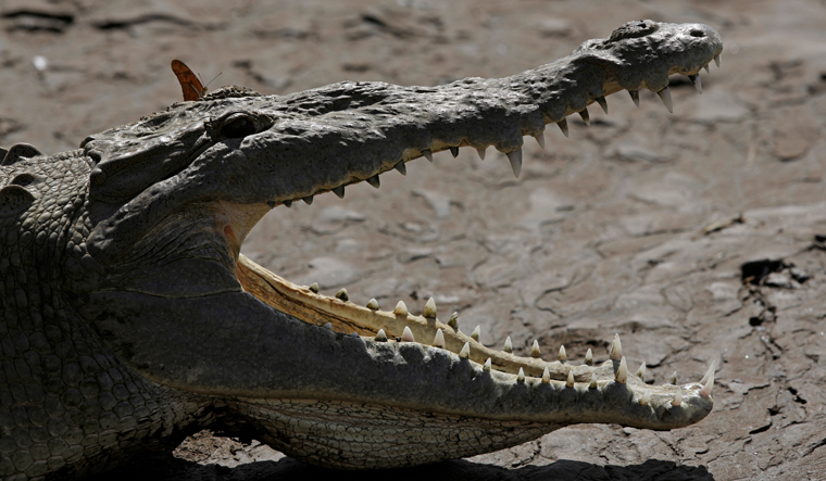 Costa Rica crocodile virgin birth